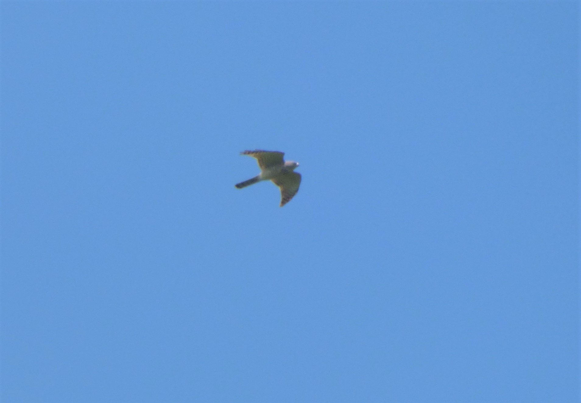 Sparviere levantino (Accipiter brevipes)